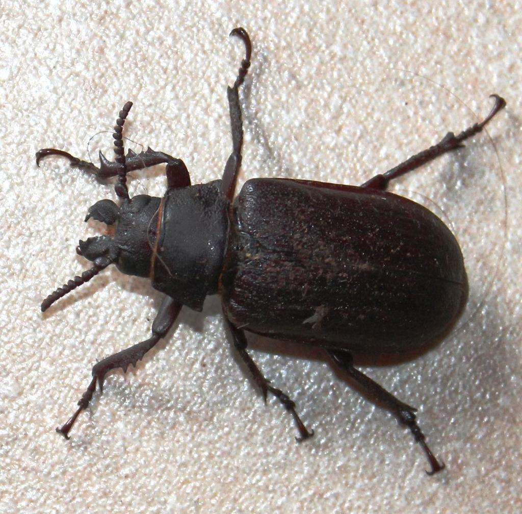 Cantharocnemini