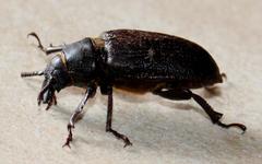 Cantharocnemis fairmairei