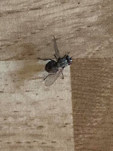 bodavka stajňová (Stomoxys calcitrans)
