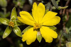 Hibbertia australis