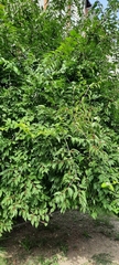 Lonicera