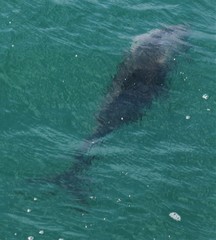 Cephalorhynchus heavisidii