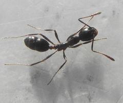 Monomorium havilandi