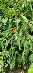 Lonicera