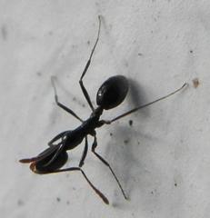 Monomorium havilandi