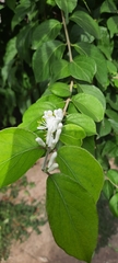 Lonicera