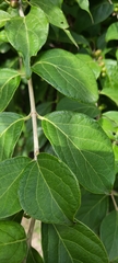 Lonicera