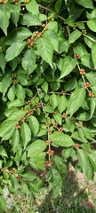 Lonicera