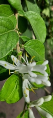 Lonicera