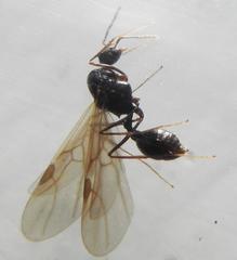 Tetramorium sericeiventre