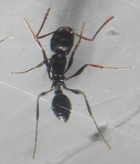Tetramorium sericeiventre