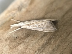 Donacaula roscidellus