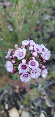 Verticordia plumosa