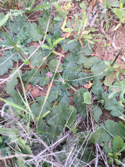 Erodium brachycarpum