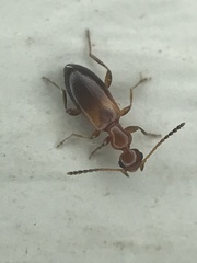 Ischyropalpus subtilissimus