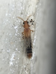 Distremocephalus texanus