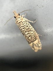 Eucosma argutipunctana