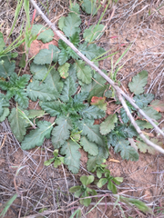 Erodium brachycarpum