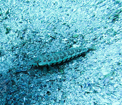 Parapercis stricticeps