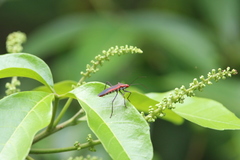Leptocoris rufomarginatus