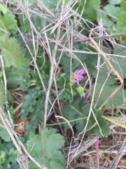 Erodium brachycarpum