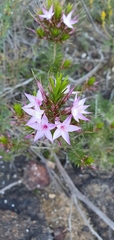 Calytrix glutinosa