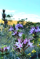 Calytrix glutinosa