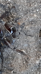 Lucanus