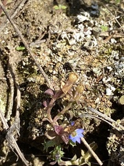 Gentiana squarrosa