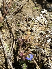 Gentiana squarrosa