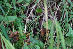 Ostericum tenuifolium