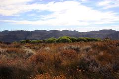 Leucadendron loranthifolium