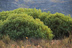Leucadendron loranthifolium
