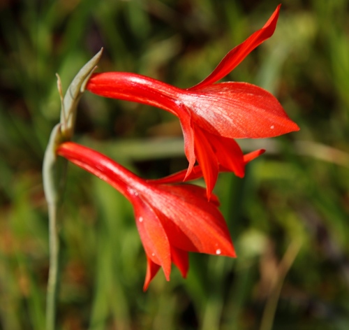 Image of Gladiolus watsonius by (c) Tony Rebelo, some rights reserved (CC BY-SA)