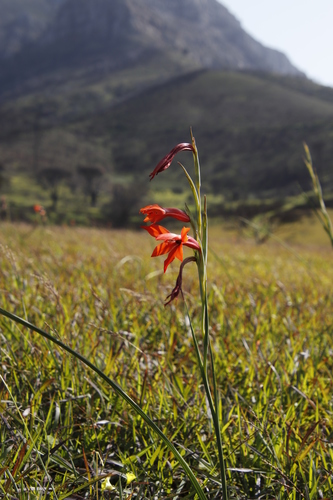 Image of Gladiolus watsonius by (c) Tony Rebelo, some rights reserved (CC BY-SA)