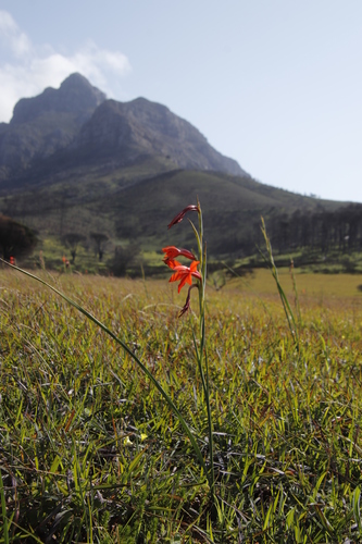 Image of Gladiolus watsonius by (c) Tony Rebelo, some rights reserved (CC BY-SA)