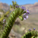 Phacelia anelsonii - Photo (c) Stan Shebs,  זכויות יוצרים חלקיות (CC BY-SA)