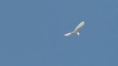 Egretta rufescens