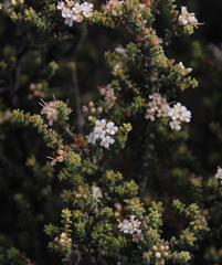 Macrostylis squarrosa