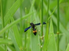 Anterhynchium auromaculatum