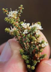 Macrostylis squarrosa