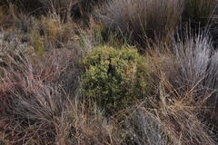 Macrostylis squarrosa