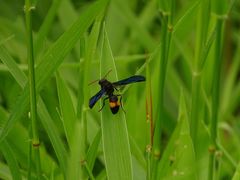 Anterhynchium auromaculatum