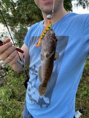 Neogobius melanostomus