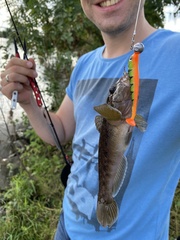 Neogobius melanostomus