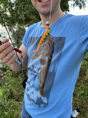 Neogobius melanostomus