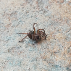 Lycosoides coarctata