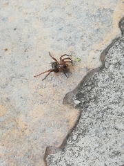 Lycosoides coarctata