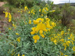 Calobota cytisoides