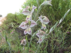 Gladiolus orchidiflorus